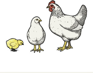 Hen and chicken icon vector illustration on transparent background.