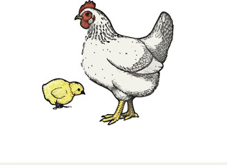 Hen and chicken vector illustration on transparent background.



