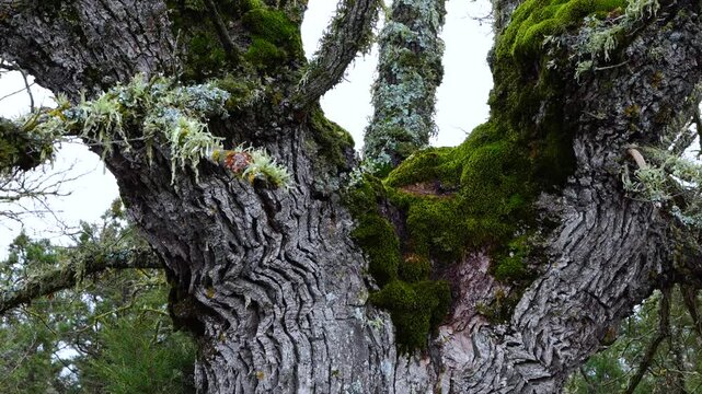 Aerial view from a drone of the forest of oaks and junipers near the village of Borobia in the Moncayo region. Soria, Autonomous Community of Castile and Leon, Spain. Europe