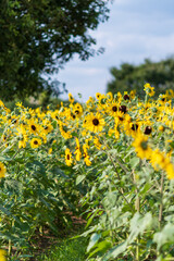 広がるヒマワリ畑と夏の大地風景