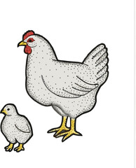 Hen and chicken  vector illustration on transparent background.