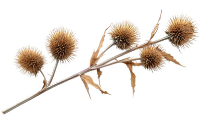 Obraz premium Dry burdock teasle dipsacus plant illustration isolated on white background
