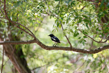 oriental magpie robin on a branch