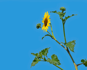 A side-view of a bright yellow common sunflower, Helianthus annuus, against a blue background. Room for type. Horizontal.