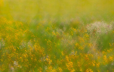 A dreamy image of a meadow filled with soft yellow and pale white flowers among the green grasses, featuring a fade and graduated blur effect, with space for text. space for text.