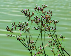 Brazilian vervain, Verbena brasiliensis, with small purple flowers, is growing along a pond edge in Texas. Native to South America, it is an invasive weed in much of the mid-south United States.