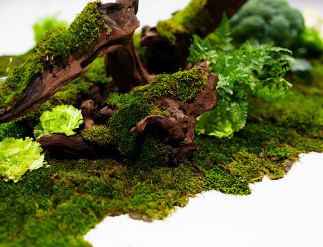 green moss on tree