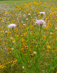 American basketflower in the foreground with a field of tickseed and clusters of spotted beebalm and wine cups are in the background. Vertical image.