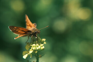butterfly on a flower