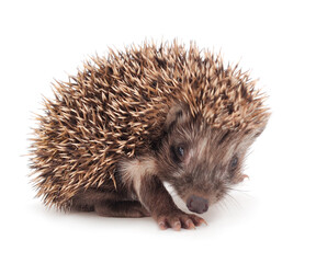 Small hedgehog isolated on white background