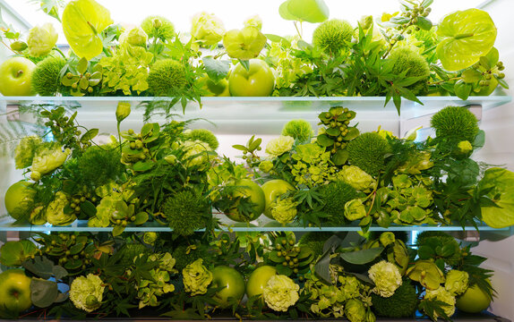 Flowers and plants in the fridge
