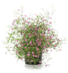 Flower Gypsophila in pot isolated on white background.