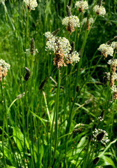 Close-up of Ribwort Plantain (Plantago lanceolata) in a green meadow. Tall stems with white flower spikes in natural sunlight. Wild medicinal plant in summer field.