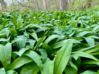 Obraz premium Bärlauch 3