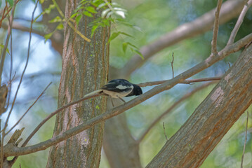 oriental magpie robin on a branch