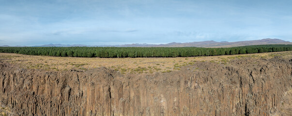 Big geological basalt columns cliff under pine tree forest. Panorama