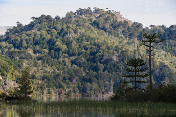 Tranquil lake with reeds grow along the water's edge and Araucaria trees. Neuquen, Argentina