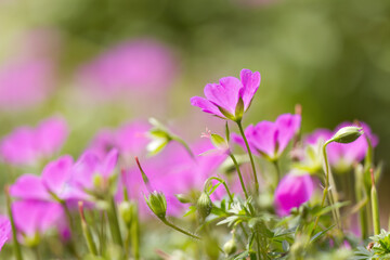 many flowers of the blood red cranesbill, pink flowers of the Geranium sanguineum, pink petals of the Bloody cranesbill, green background, spring flowers in full bloom