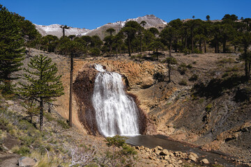 Cascada del Gigante waterfall cascades through a forest of Araucaria trees. Caviahue, Neuquen, Argentina