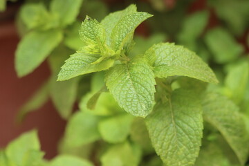 A close-up shot of mint leaves