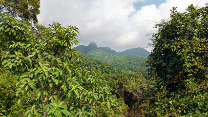 Vibrant green foliage dominates the foreground, with the rolling hills of a tropical landscape stretching out under a cloudy sky, creating a serene and untouched natural scene