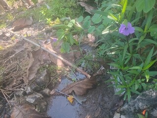 wild flowers in the forest