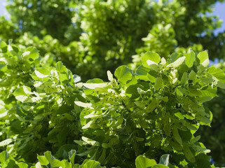 Green Linden Tree Foliage
