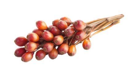 Bactris gasipaes fruit cluster Transparent background, PNG file