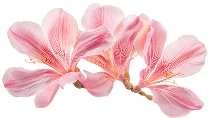 Fototapeta premium Bauhinia guianensis rare flower Transparent background, PNG file
