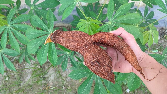 Manihot esculenta in the hands of an Asian farmer with a background of green cassava leaves with multiple branches