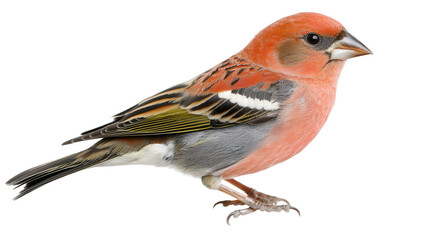 Fototapeta premium Beautiful pine grosbeak perched Transparent background, PNG file