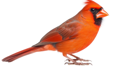 Beautiful red cardinal bird Transparent background, PNG file