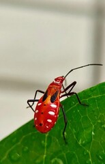red bug on a leaf