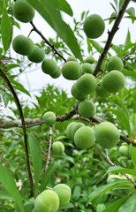 green olives on tree