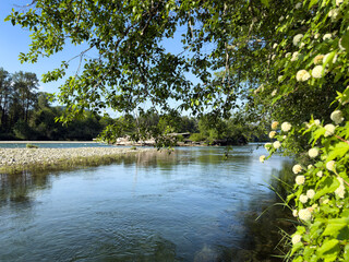 Skagit river with large log pile in Washington state during late spring