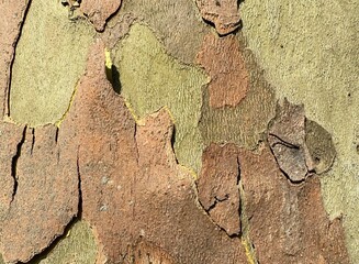 tree bark texture looks like rough skin