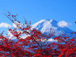 Autumn landscape with Mount Fuji and vibrant red maple leaves in full bloom