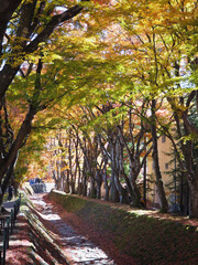 Autumn colors in the Maple Corridor at Lake Kawaguchiko, Japan