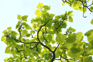beautiful bright leaves of the trumpet tree in spring, blue sky, green leaves of the trumpet tree...