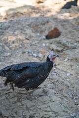 Turkeys walk and forage under bright daylight