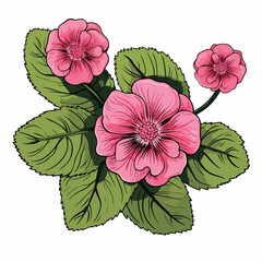 Botanical illustration of a round pink flower with two green leaves in nature setting