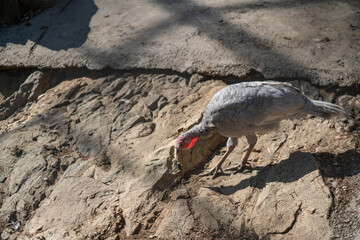 Turkeys walk and forage under bright daylight