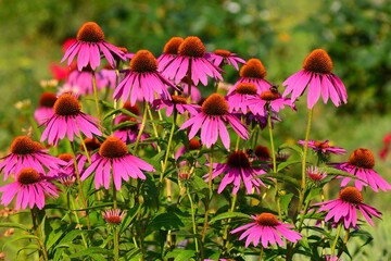 Flowering Echinacea purpurea in the garden of the citadel of Targu Mures
