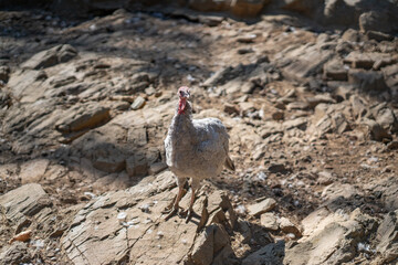Turkeys walk and forage under bright daylight