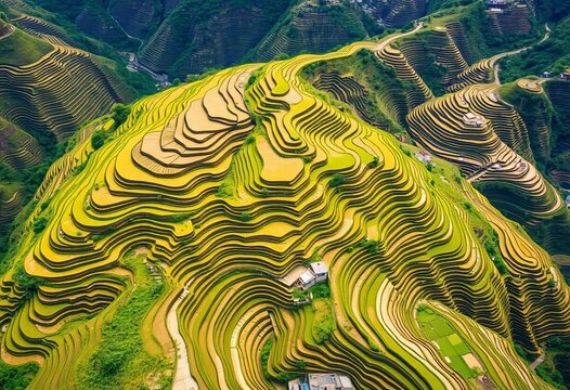 Stunning aerial view of Longji Rice Terraces, Longsheng, Dazhai, China  Vast, curving rice paddies cascading down mountains, photo, fields