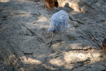 Turkeys walk and forage under bright daylight