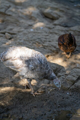 Turkeys walk and forage under bright daylight