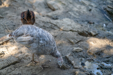 Turkeys walk and forage under bright daylight