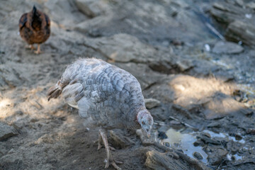 Turkeys walk and forage under bright daylight