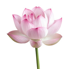 Obraz premium lotus flower png, isolated on fully transparent png background